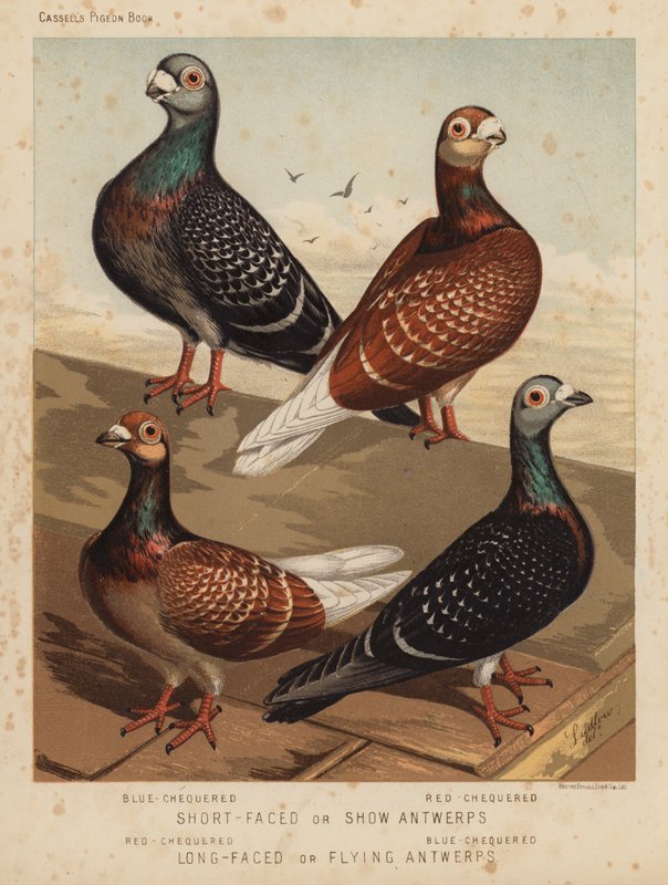 Pigeons: Short-Faced or Show Antwerps, Blue-Chequered, Red-Chequered; Long-Faced or Flying Antwerps, Red-Chequered, Blue-Chequered by J. W. (after) Ludlow