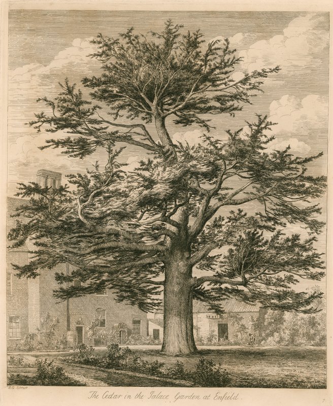 The Cedar in the Palace Garden at Enfield, Middlesex by Jacob George Strutt
