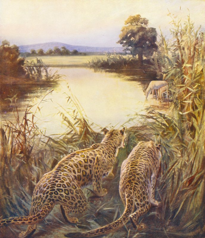 Holy Land: Leopards in 