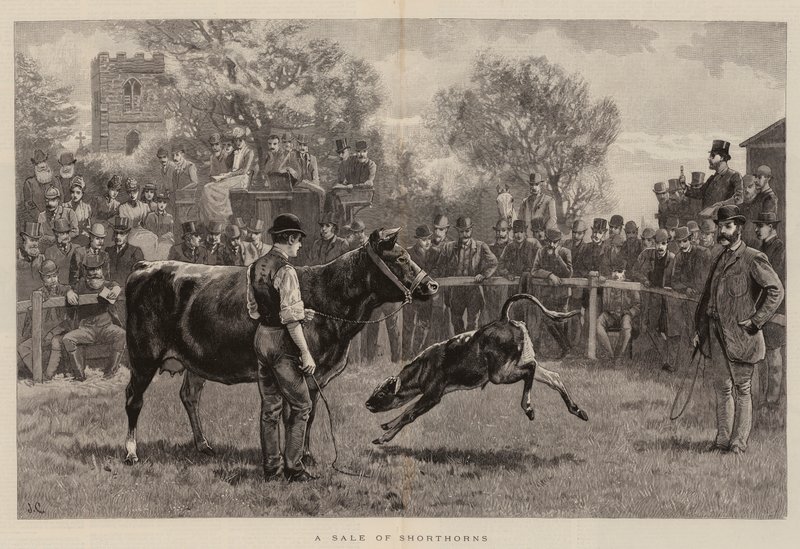 A Sale of Shorthorns by John Charlton