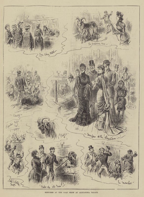Sketches at the Goat Show at Alexandra Palace by John Jellicoe