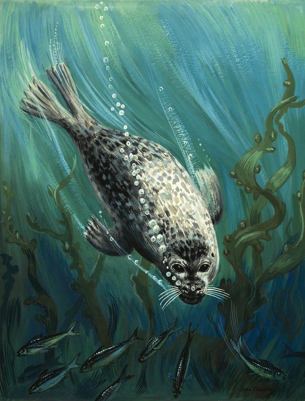 Our Sea Friend The Seal by John Rignall: Fine art print