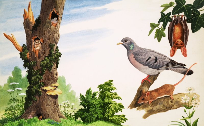The Dead Tree by John Rignall: Buy fine art print