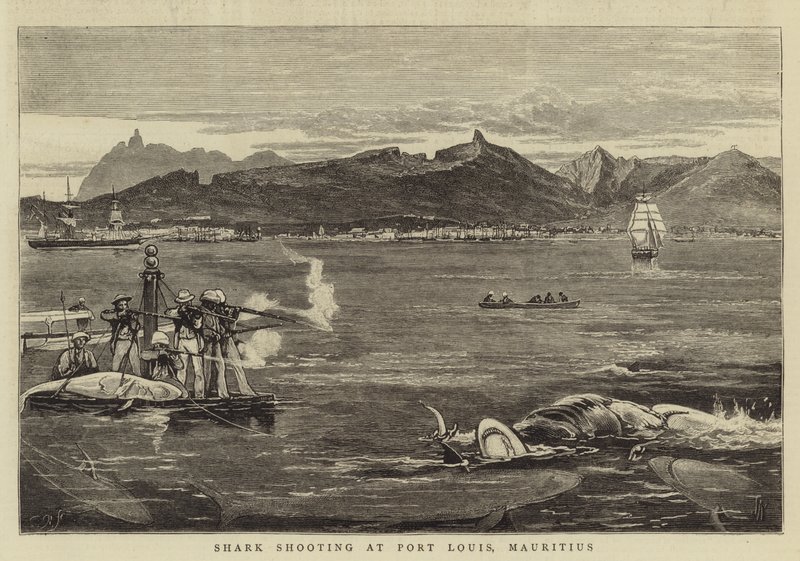 Shark Shooting at Port Louis, Mauritius by Joseph Nash