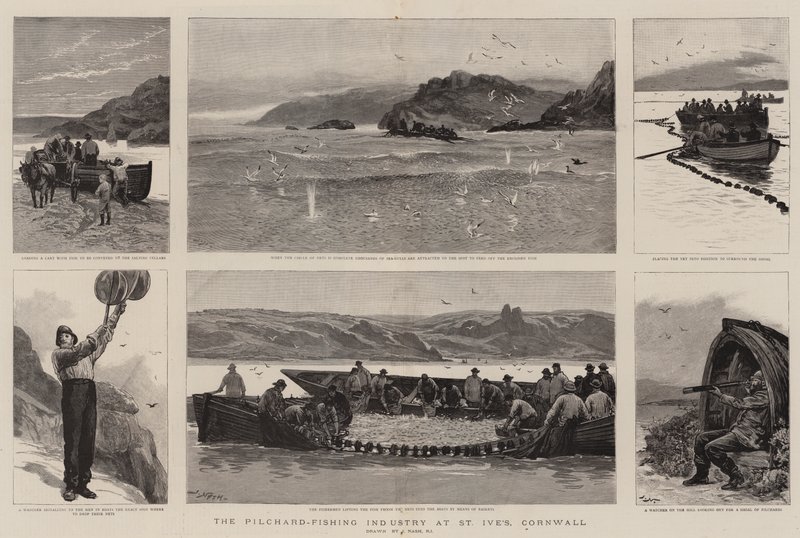 The Pilchard-Fishing Industry at St Ive