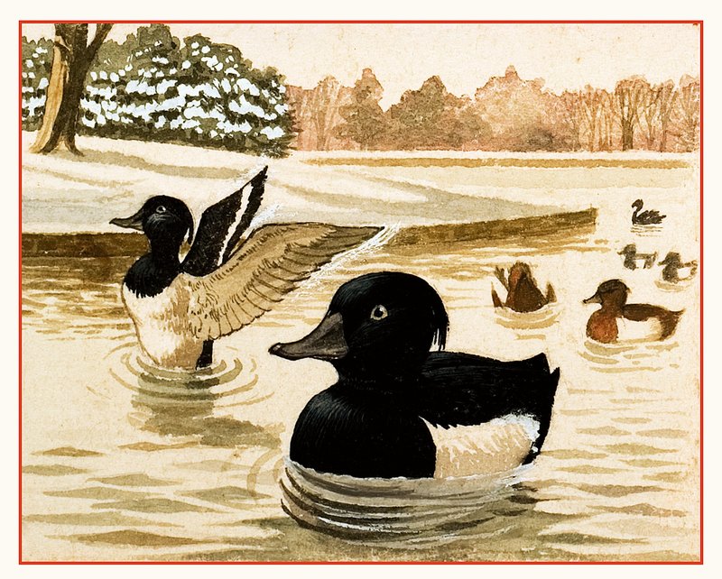Ducks and Drakes by Kenneth Lilly