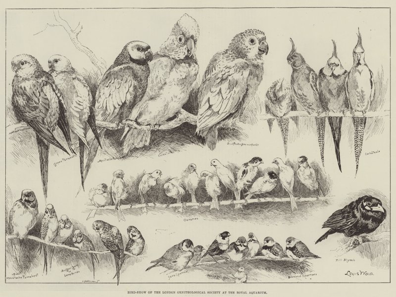 Bird-Show of the London Ornithological Society at the Royal Aquarium by Louis Wain