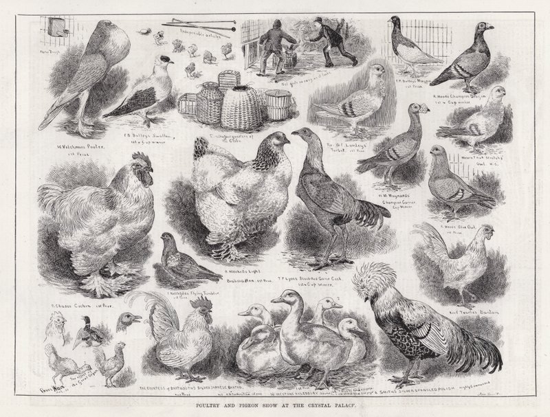 Poultry and Pigeon Show at the Crystal Palace by Louis Wain