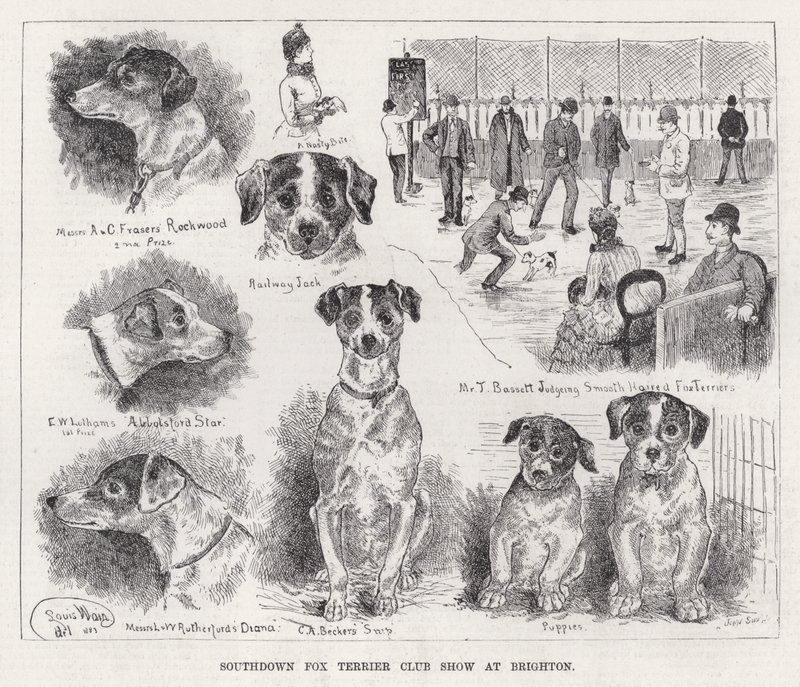 Southdown Fox Terrier Club Show at Brighton by Louis Wain