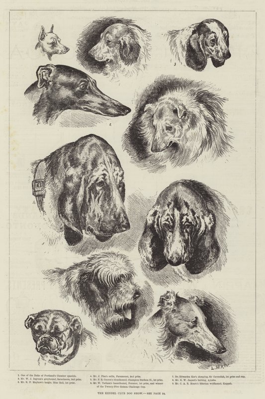 The Kennel Club Dog Show by Louis Wain