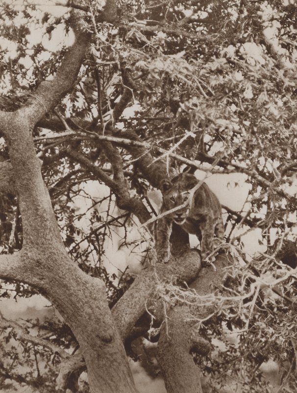 Among the Branches, a Cat-Like Study by Marcuswell Maxwell