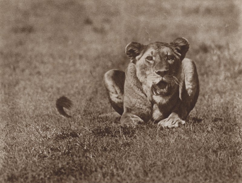 With Lashing Tail and Angry Eyes, Ready to Spring by Marcuswell Maxwell