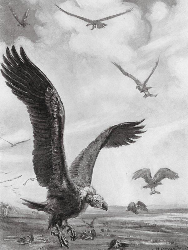 Vultures Carrying Off the Limbs of the Slain by Margaret (after) Dovaston