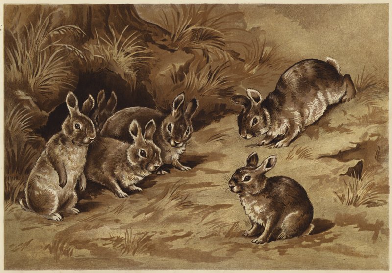 Baby Bunnies by N. Parker