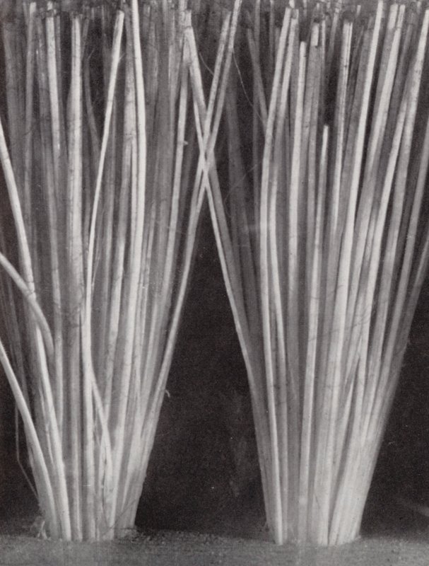 Bristles of a Clothes Brush by Paul Henning