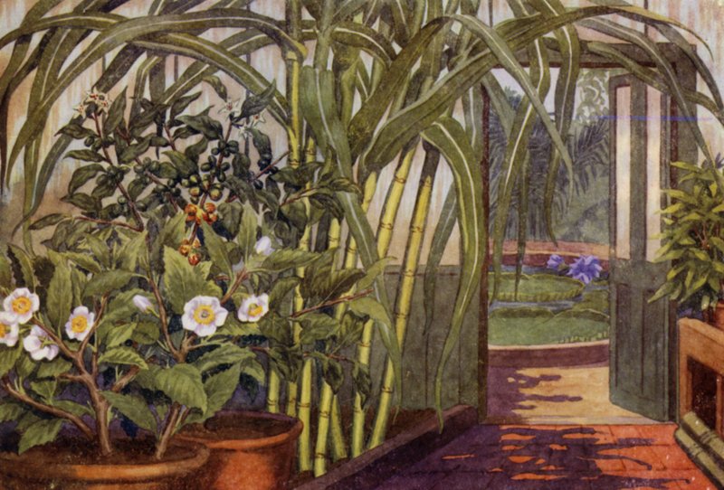 Sugar-Cane, Tea-Plant, and Coffee-Plant by Percy James Billinghurst