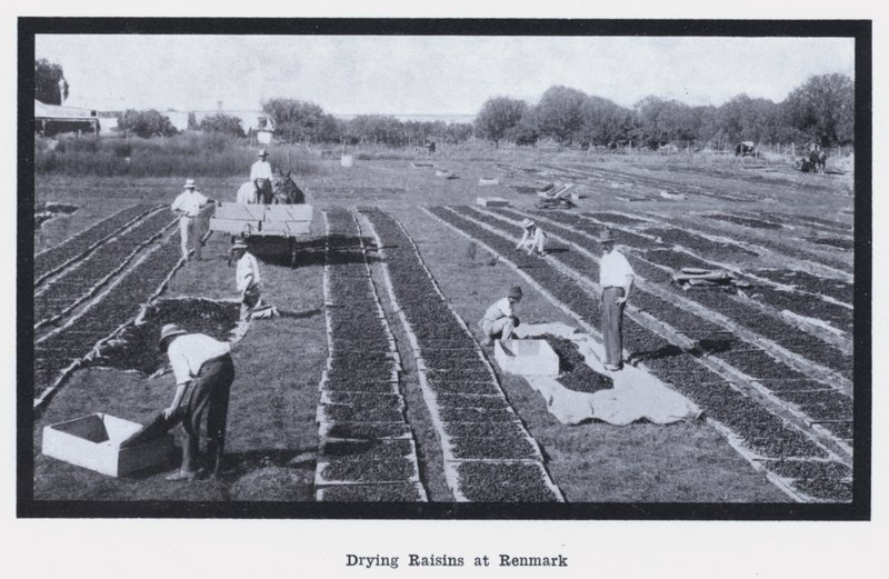 Drying Raisins at Renmark by Photographer Australian