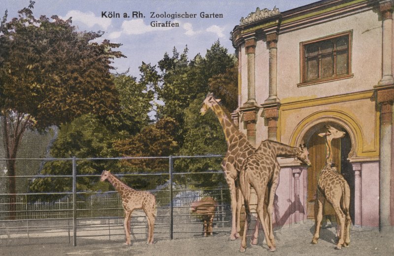 Cologne Zoo, Giraffes by Photographer German