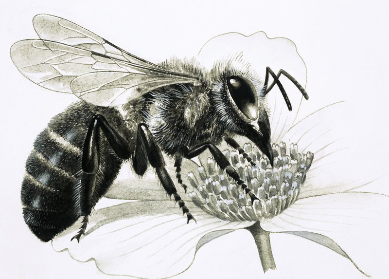 Worker Bee Collecting Nectar from Flower by R.B. Davis