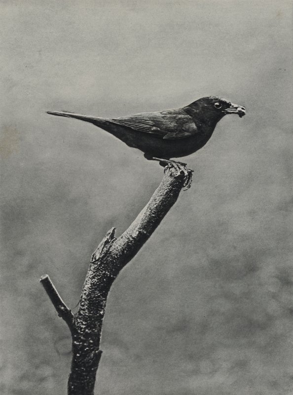 Male Blackbird with Food for Young by Richard and Cherry Kearton