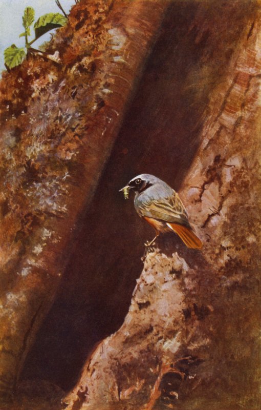 Male Redstart by Richard and Cherry Kearton