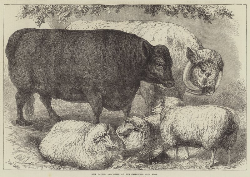 Prize Cattle and Sheep at the Smithfield Club Show by Samuel John Carter