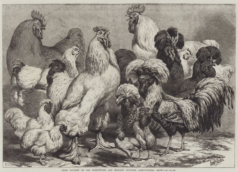 Prize Poultry at the Birmingham and Midland Counties Agricultural Show by Samuel John Carter