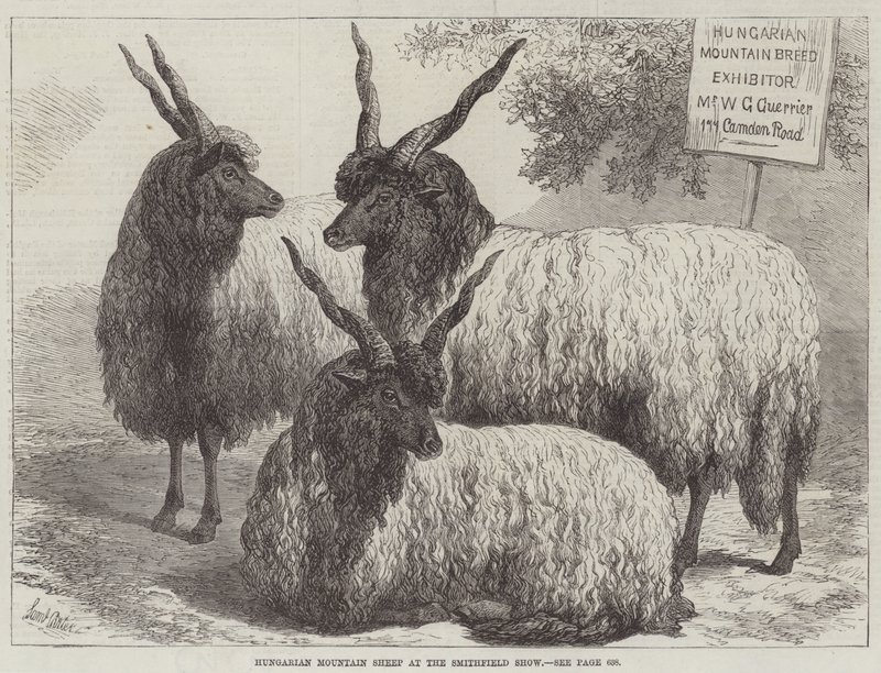Hungarian Mountain Sheep at the Smithfield Show by Samuel John Carter