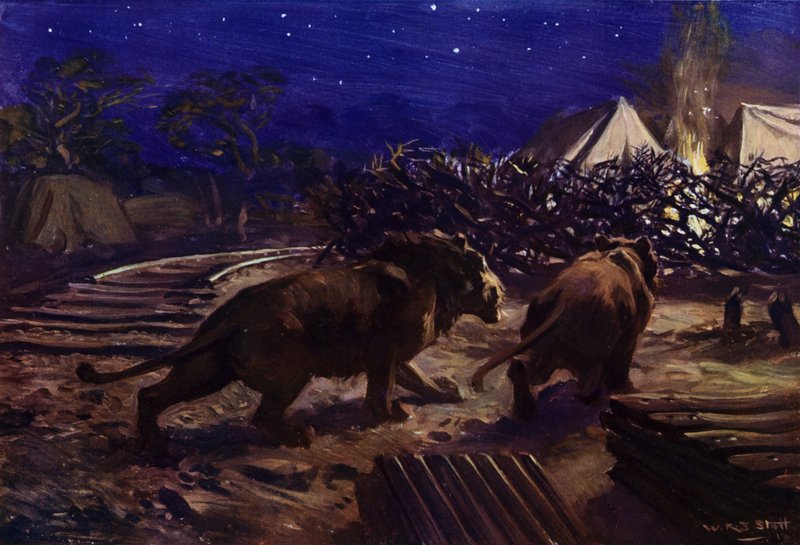 Lions prowling outside a workers