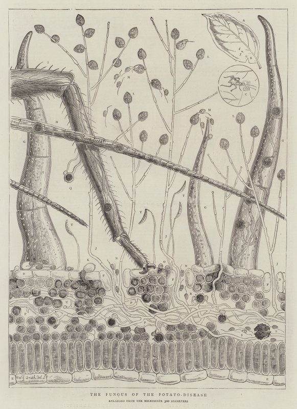 The Fungus of the Potato-Disease by Walter Granville Smith