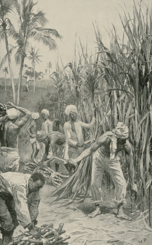 Trinidad Coolies at Work in a Cane-Field by Walter Stanley Paget