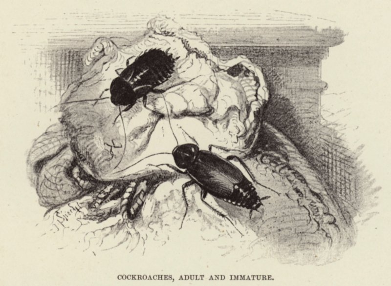 Cockroaches, Adult and Immature by Wilhelm Kuhnert