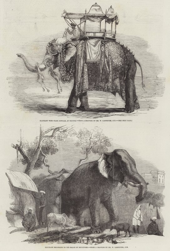Indian Elephants by William Carpenter