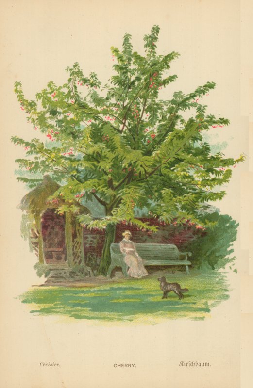 Cherry by William Henry James Boot