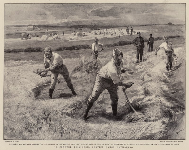 A Coveted Privilege, Convict Gangs Haymaking by William Small