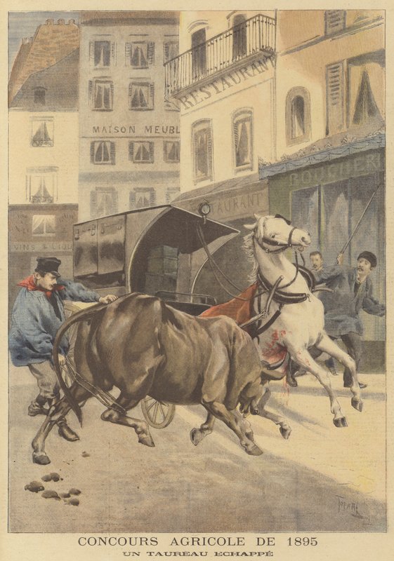 Agricultural Show of 1895. An Escaped Bull by after Oswaldo Tofani