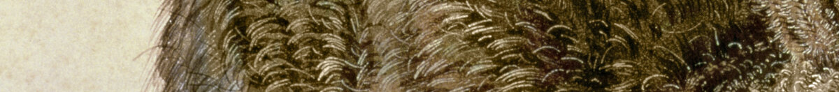 Young Hare (Albrecht Dürer), Detail: Fellzeichnung am Rücken