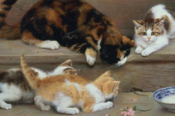Pets