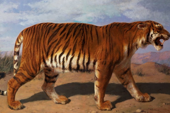Wild Animals