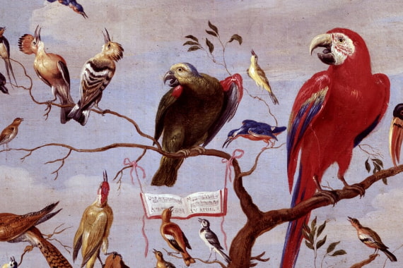 Birds