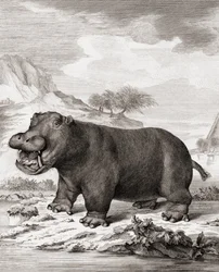 A hippopotamus (Hippopotamus amphibius)