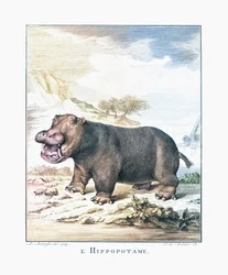 A Hippopotamus (Hippopotamus amphibius)