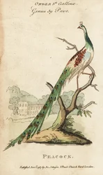 Indian peafowl or peacock, Pavo cristatus