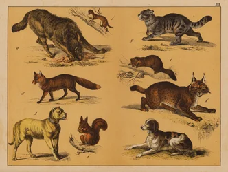 Animals
