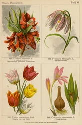 Fritillaria Imperialis, Fritillaria Meleagris, Tulipa Suaveolens, Colchicum Autumnale