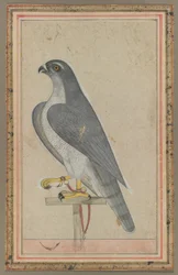 Falcon