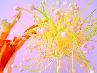 Onion Blossom Kitchen Blossom