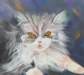 Maine Coon Cat