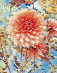 Pink Dahlia.