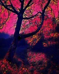 Twilight